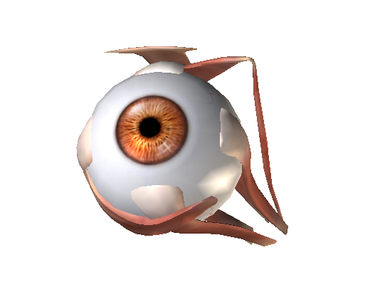 眼球と外眼筋の絵