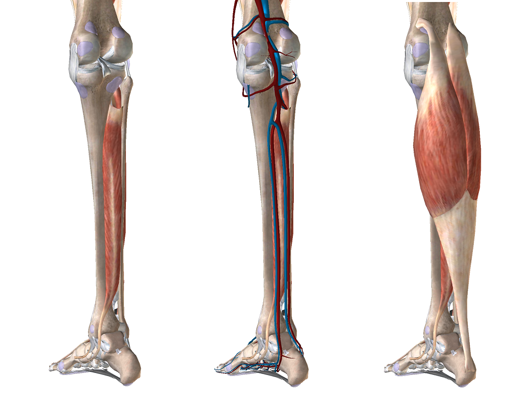 下腿の筋肉深層から
後脛骨筋そこに付随する動脈・静脈
それを覆う分厚いヒラメ筋腓腹筋
３つの絵