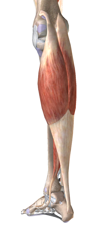 下腿の筋肉の図