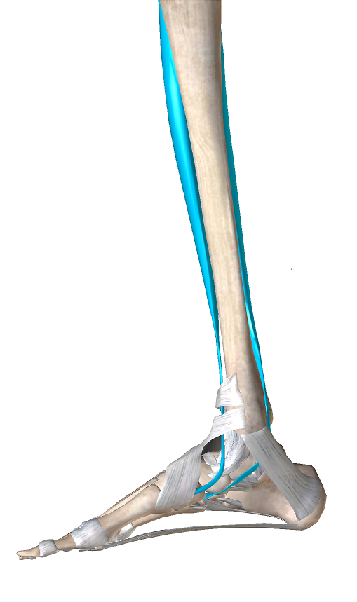 前脛骨筋と後脛骨筋
足の土踏まずで近い場所に停止する解剖図