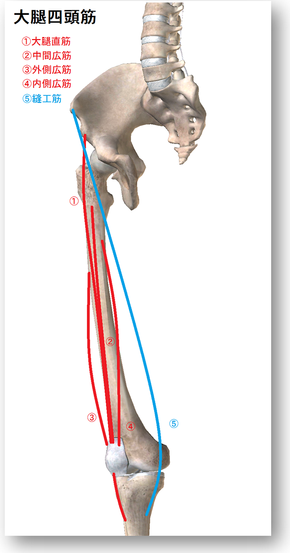 背骨と骨盤大腿骨の絵の上に大腿四頭筋
大腿直筋　内側広筋　中間広筋　外側広筋
縫工筋
の走行が描かれている。