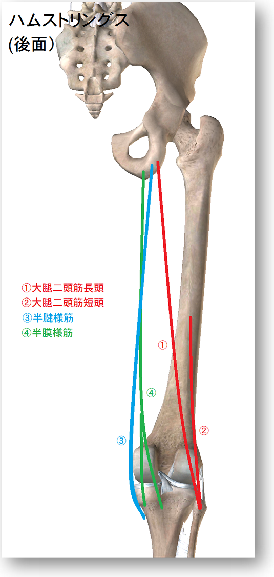 大腿後面の筋肉
背骨と骨盤大腿骨の絵の上に
大腿二頭筋長頭・短頭　半健様筋　半膜様筋　の走行が描かれている。