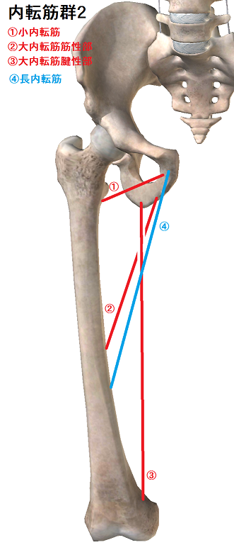 背骨と骨盤大腿骨の絵の上に
小内転筋
大内転筋
長内転筋
の走行が描かれている。