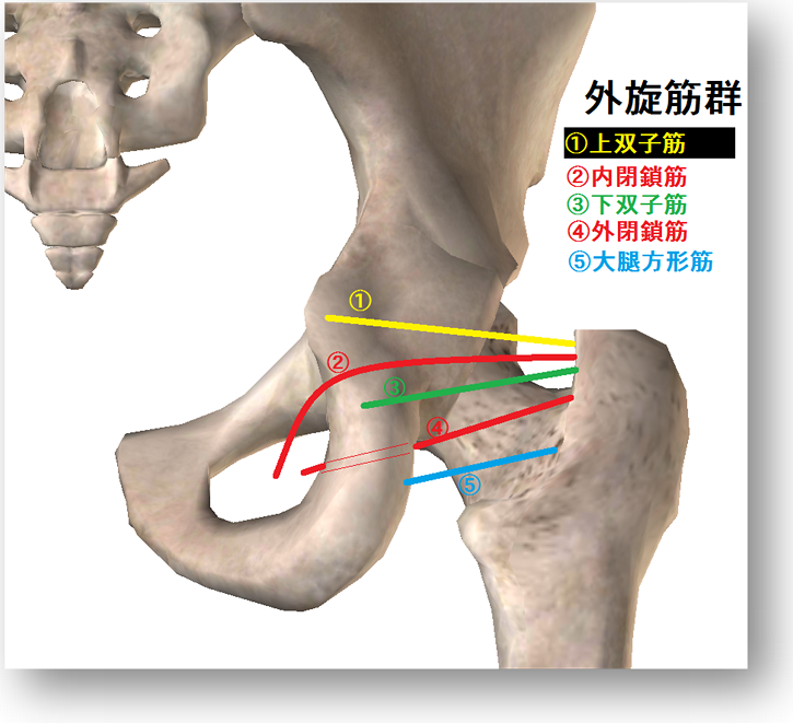 骨盤と大腿骨の後ろからの絵に外旋筋　上双子筋　下双子筋　内閉鎖筋　外閉鎖筋　大腿方形筋　の走行が描かれている。