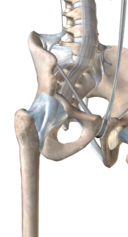 股関節の骨格