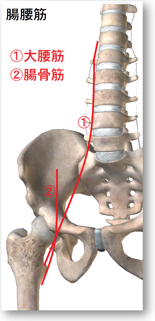 背骨と骨盤大腿骨の絵の上に赤いラインで大腰筋と腸骨筋の走行が書かれている。