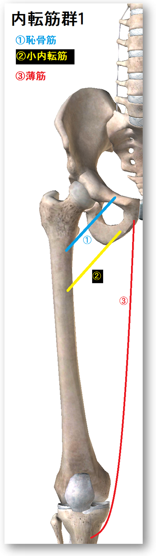 背骨と骨盤大腿骨の絵の上に
恥骨筋
小内転筋
薄筋
の走行が描かれている。