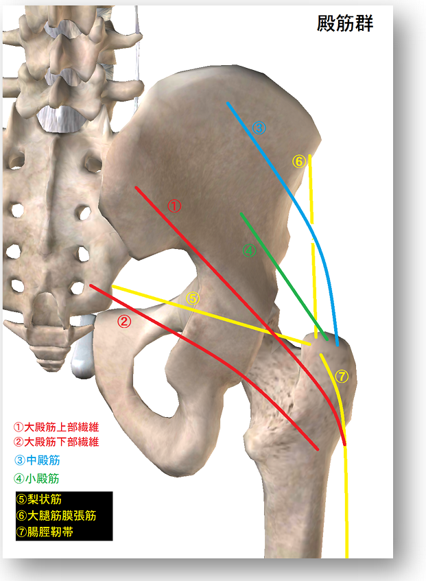 背骨と骨盤大腿骨の絵の上に
大殿筋上部繊維　下部繊維　中殿筋　小殿筋　大腿筋膜張筋　梨状筋　腸脛靭帯の走行が描かれている。