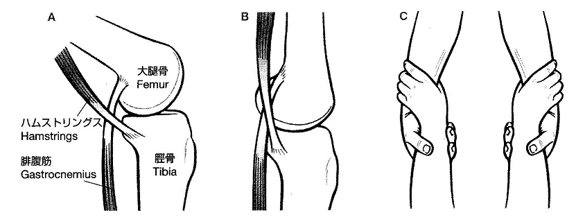 ハムストリングスと腓腹筋腱の機械的構造