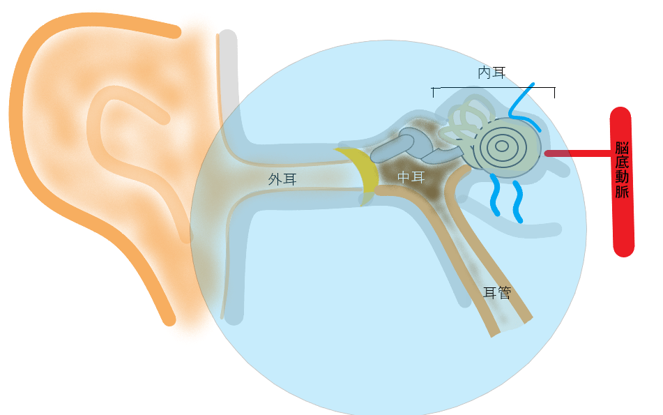 耳の内部の構造
