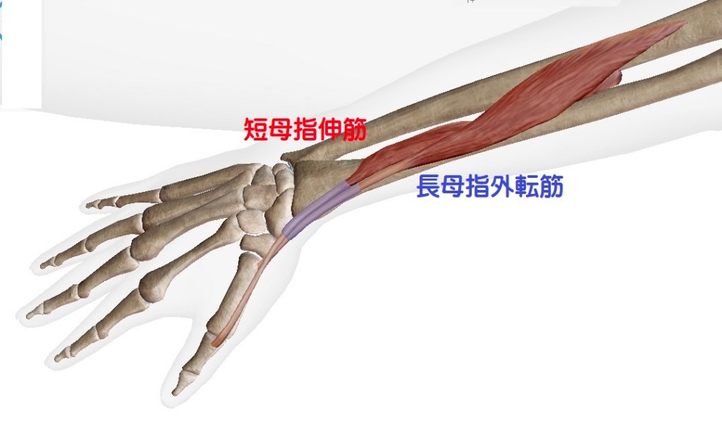短母指伸筋と長母指外転筋