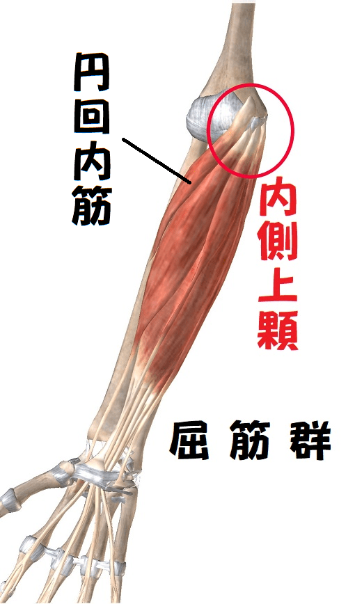右腕外側上顆と屈筋群の解剖図