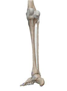 脛骨腓骨の間の骨間膜