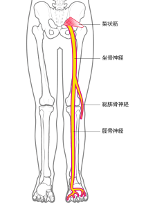 坐骨神経