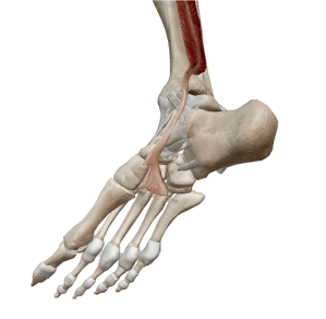 後脛骨筋停止部