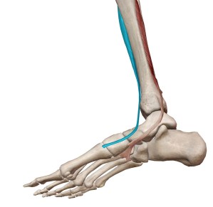 前脛骨筋の停止部