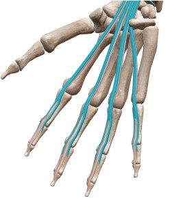 浅指屈筋と深指屈筋