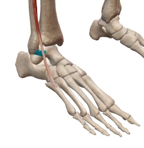 前距腓靭帯