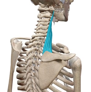 肩甲挙筋を右後ろから見た絵