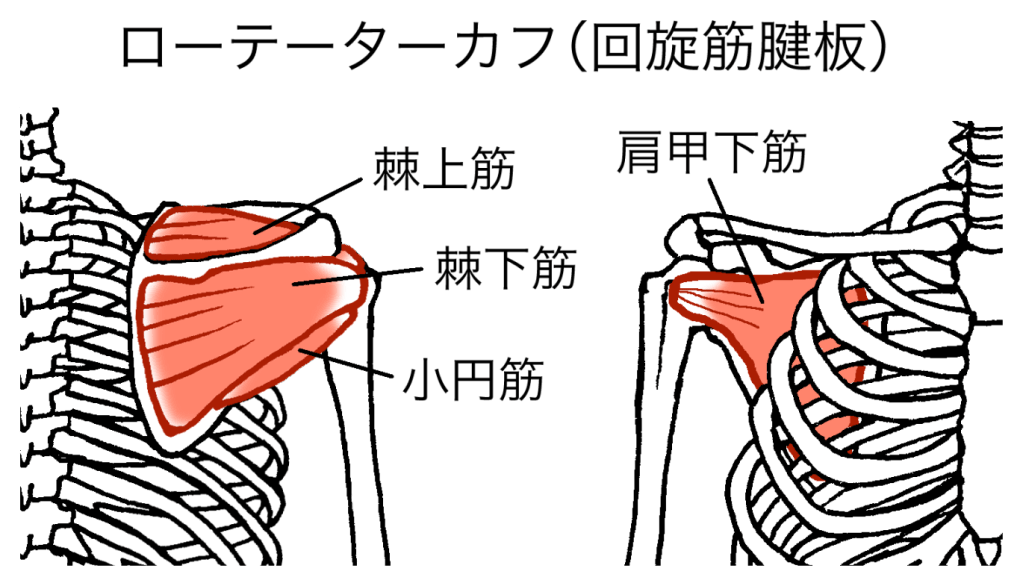 回旋筋腱板