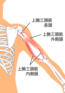 上腕三頭筋　解剖図