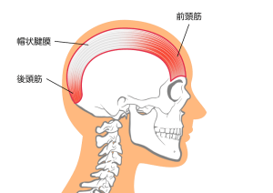前頭筋　後頭筋　帽状腱膜