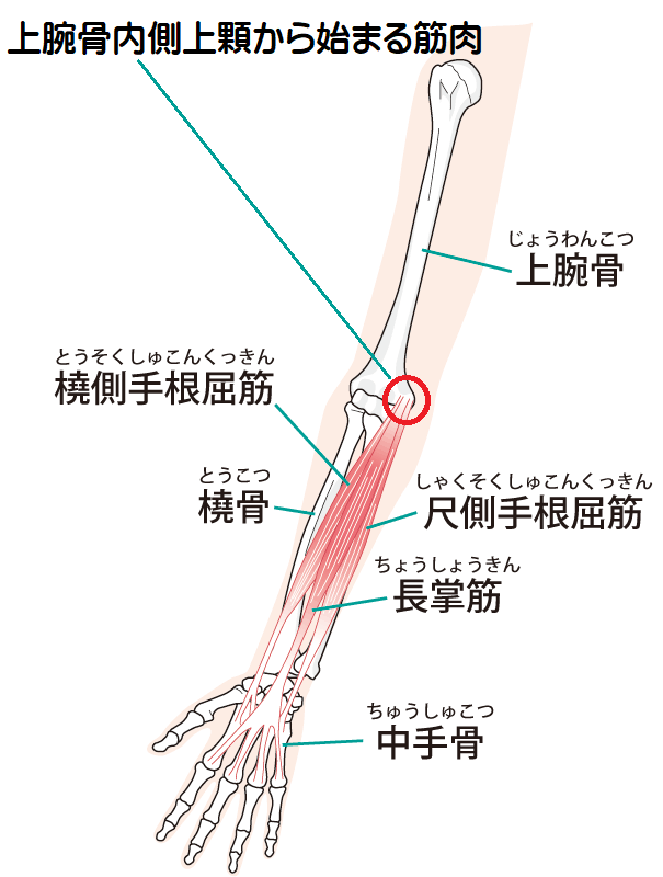 上腕骨外側上顆から起始する筋肉
