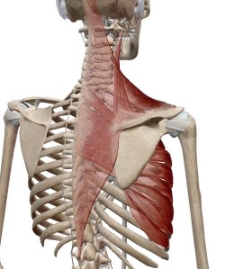 フローティング状態の肩甲骨を支える筋肉