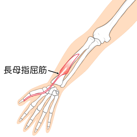 長母指屈筋のイラスト