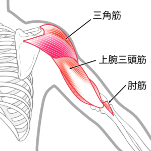 三角筋・上腕三頭筋・肘筋のイラスト