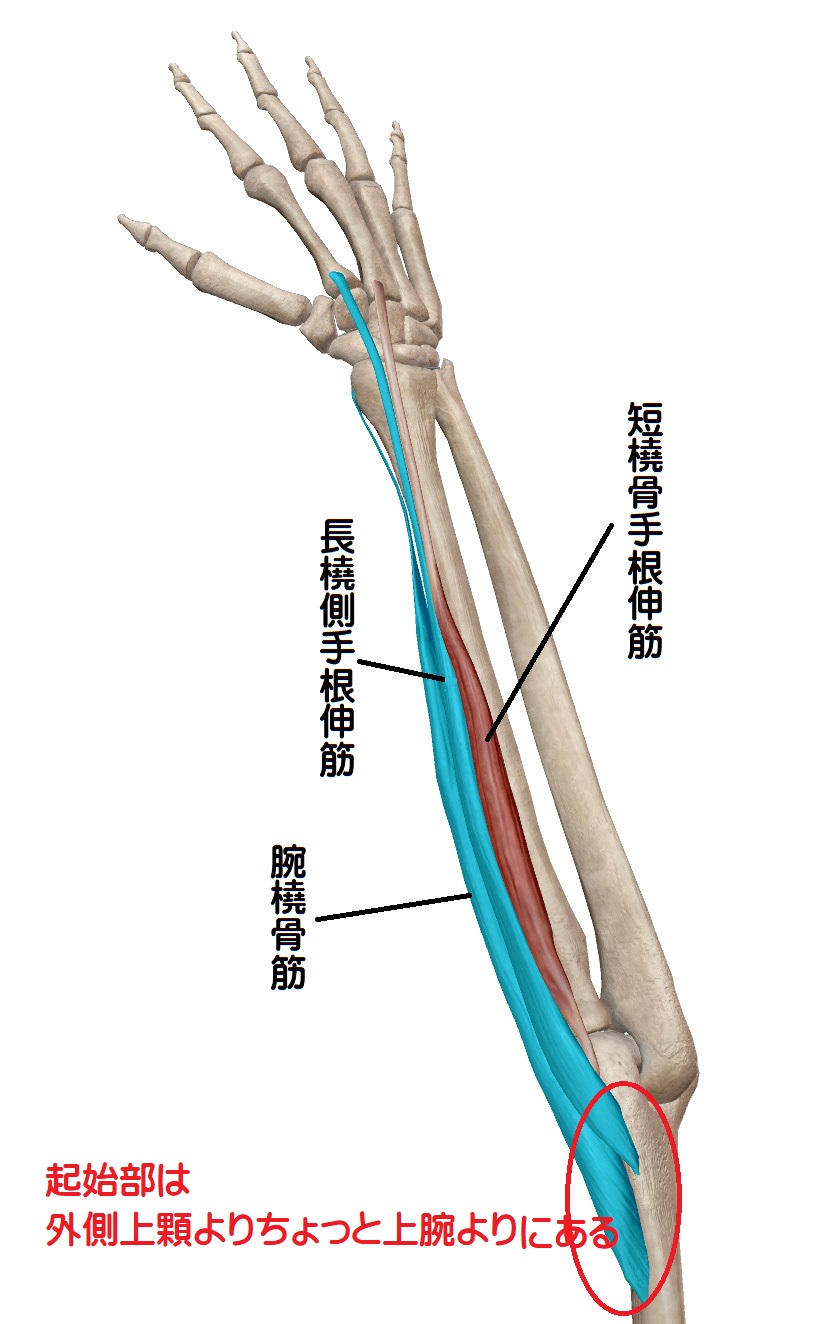 橈側 手 根 伸 筋